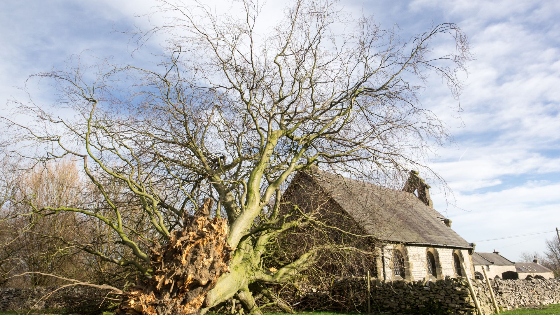 A tree with no leaves in front of a house