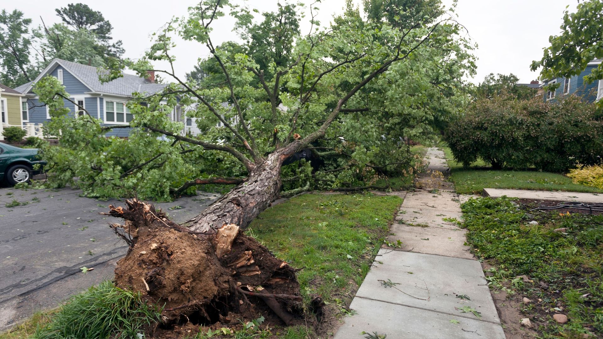 A tree that has fallen on a sidewalk