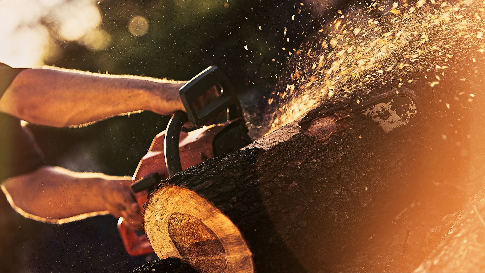 A man using a chainsaw to cut a tree