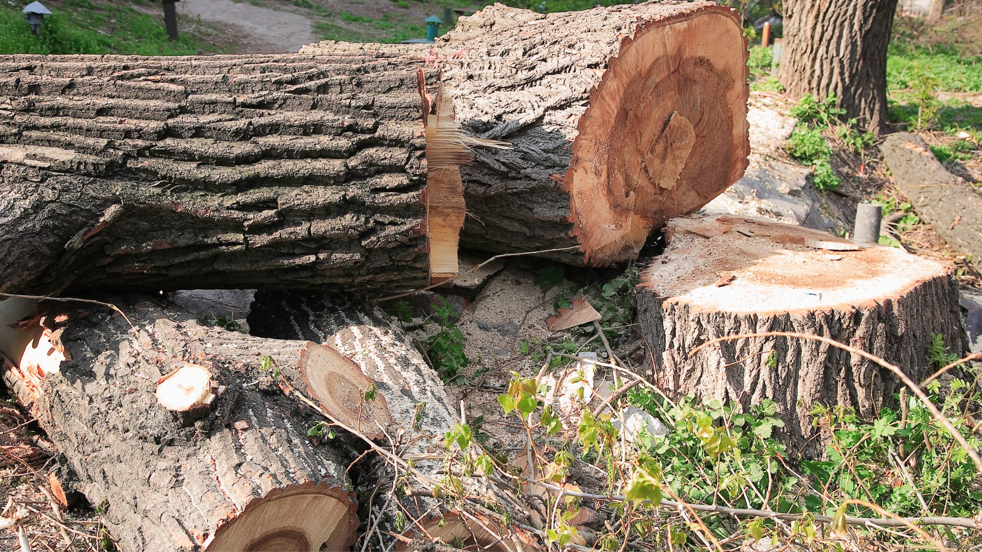 A large tree that has been cut down