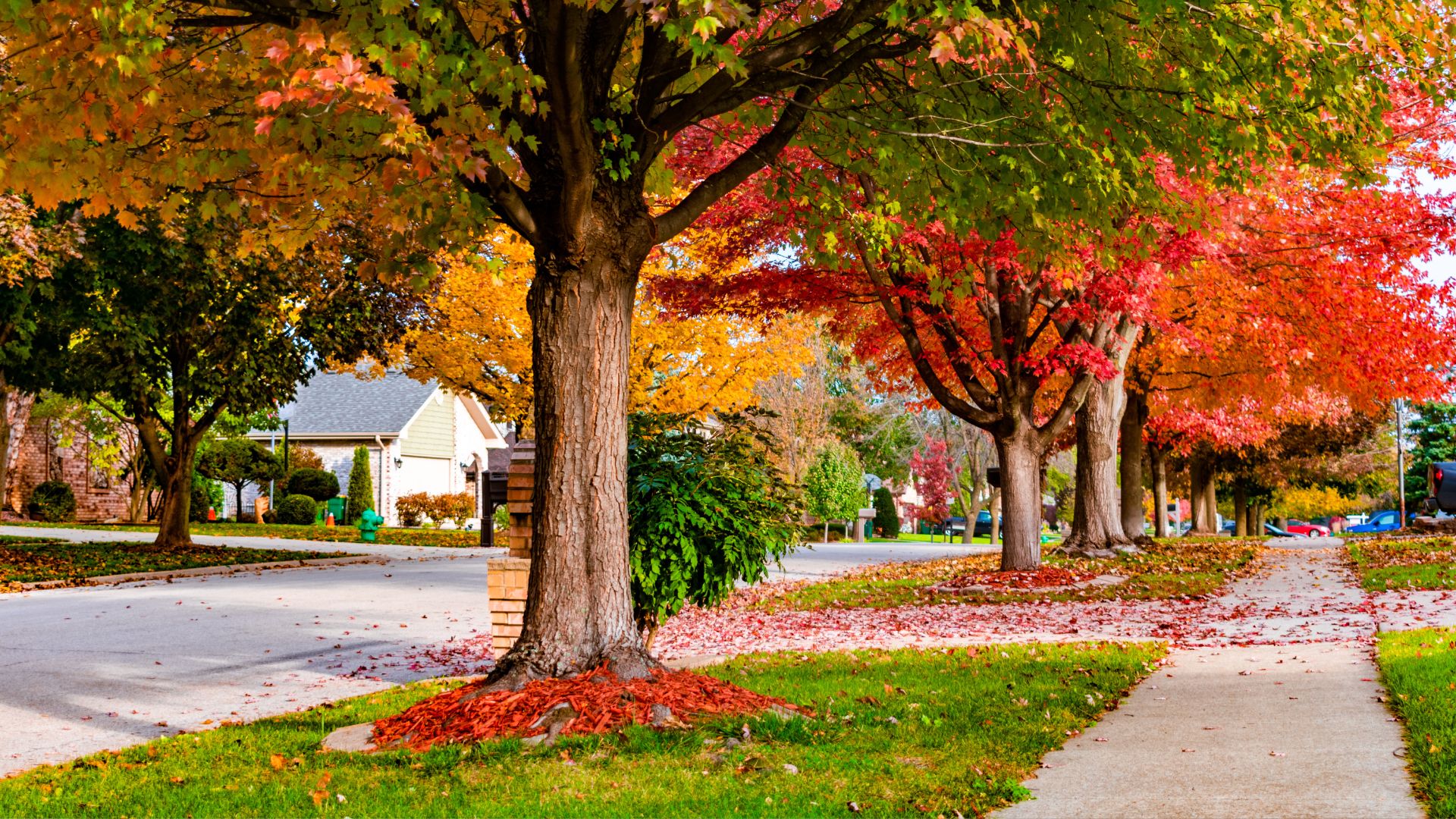 A tree lined sidewalk in a suburban neighborhood