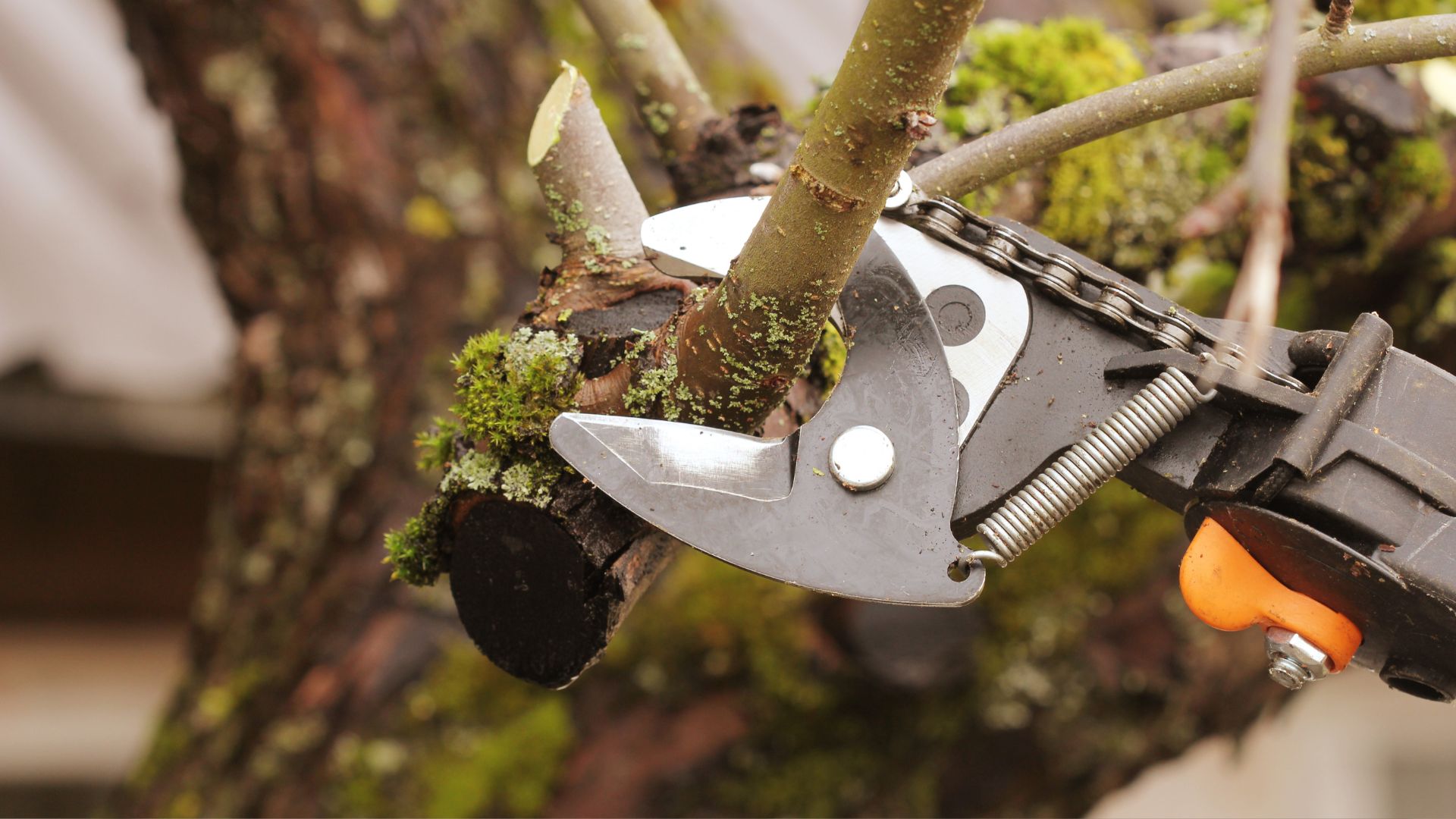 A pair of pliers are attached to a tree