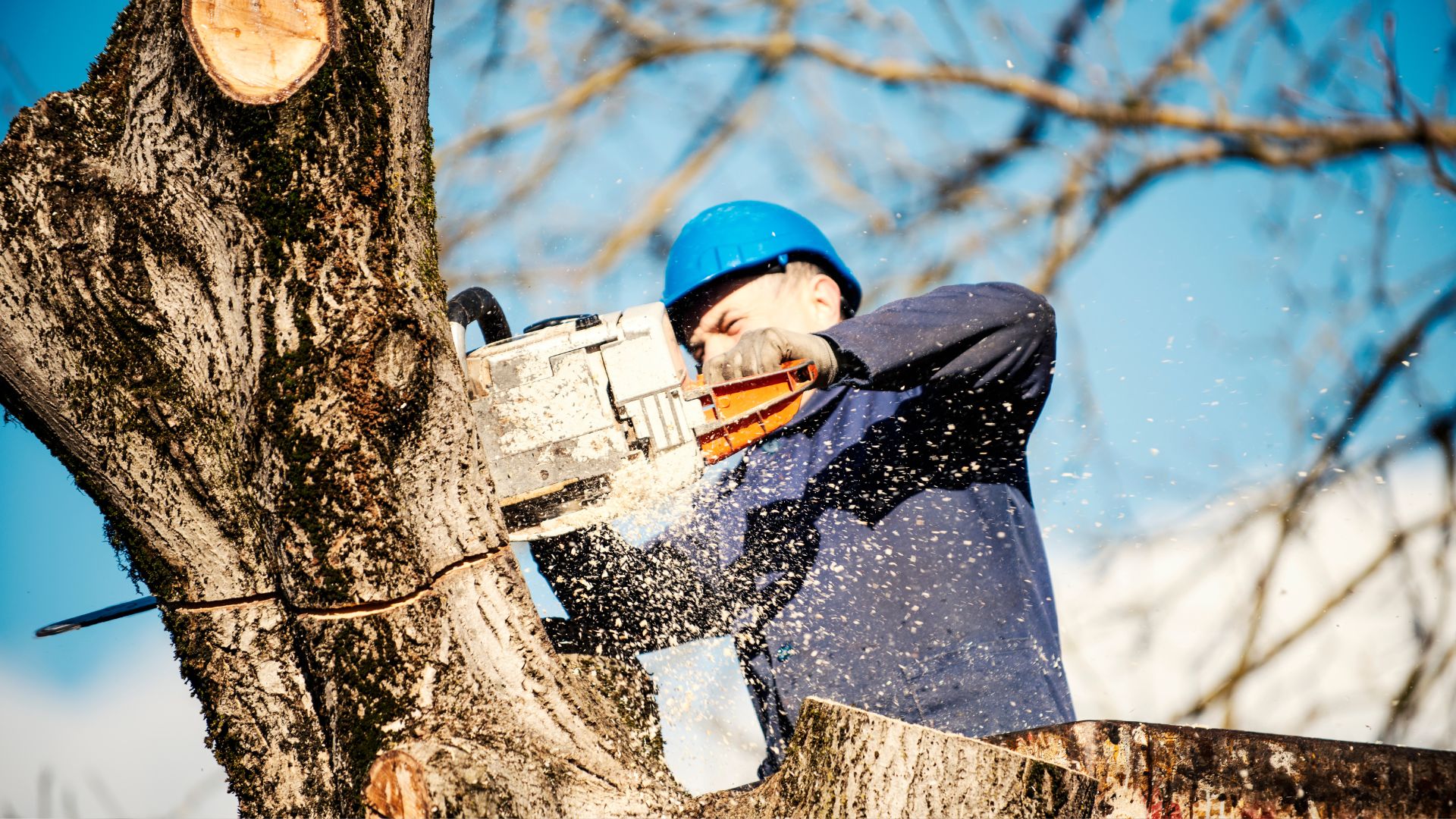 A man with a chainsaw cutting a tree